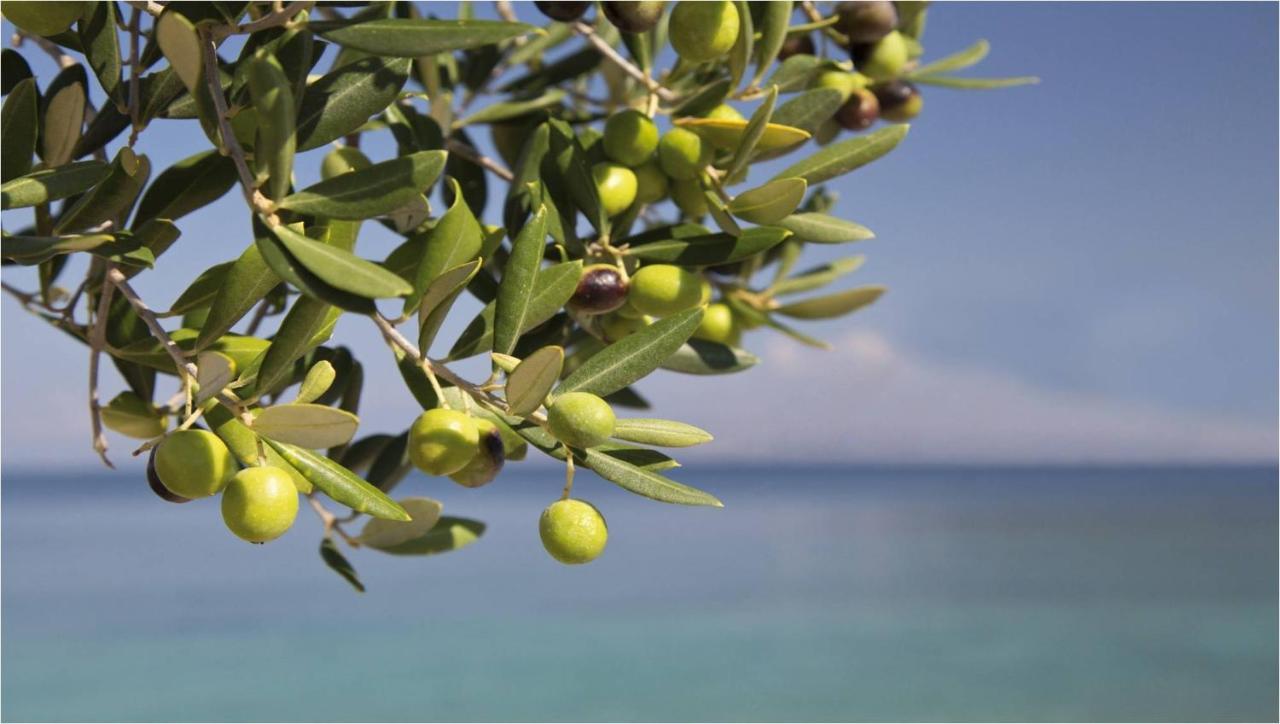 Torrenova  Casa Giada Sul Mare Bed & Breakfast エクステリア 写真